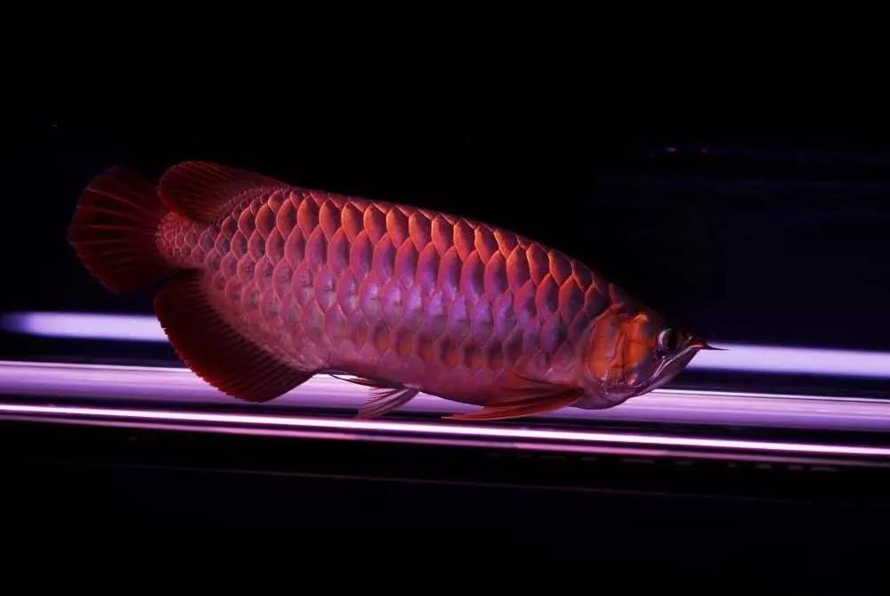 用心养鱼养好鱼,用心养好每一锅汤