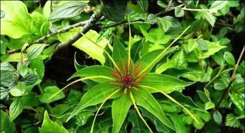 七叶一枝花抗癌奇迹,七叶一枝花种植视频