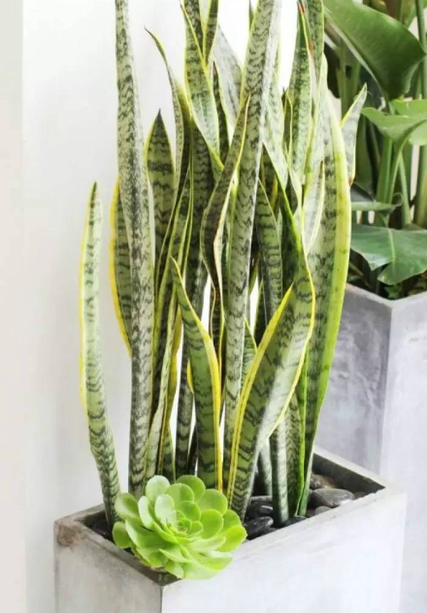 秋季可以扦插的花有哪些,秋季扦插的植物什么时候移盆