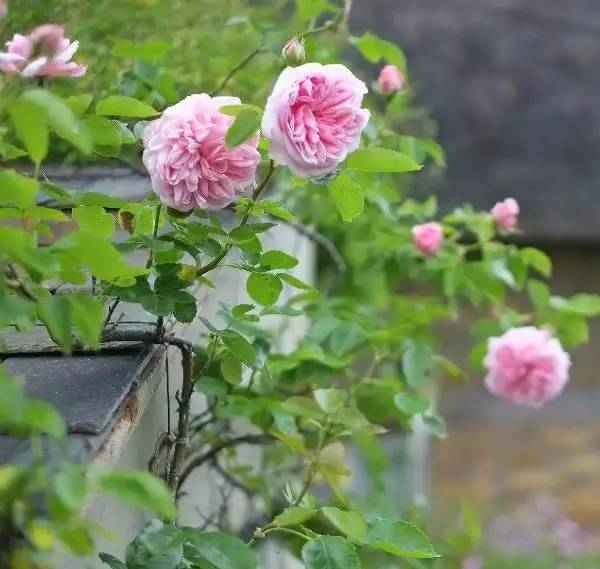 秋季可以扦插的花有哪些,秋季扦插的植物什么时候移盆