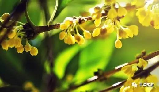 青浦限时特惠,青浦周末好去处