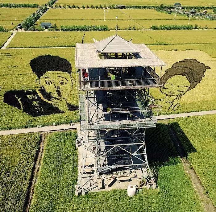 沈阳有稻梦空间吗,沈阳稻梦空间的水稻