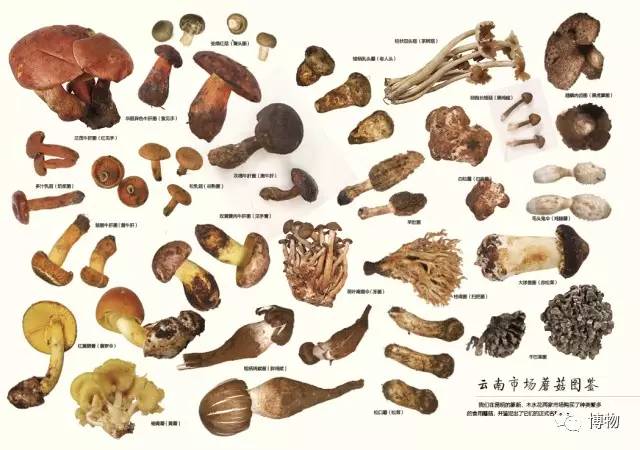 为啥马里奥要吃蘑菇才能长大？