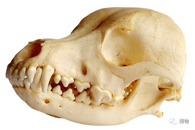 为啥马里奥要吃蘑菇才能长大？