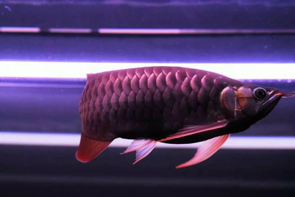 用心养鱼养好鱼,用心养好每一锅汤