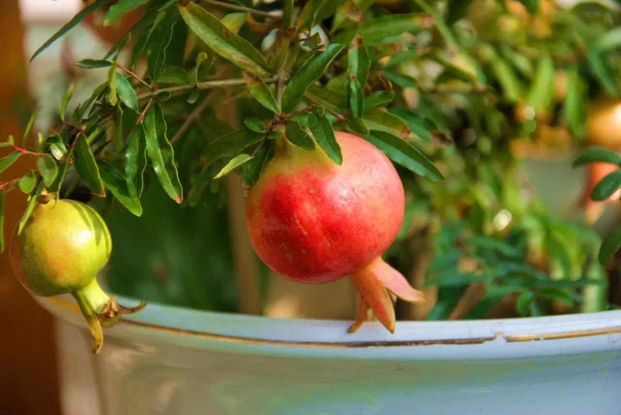 秋季可以扦插的花有哪些,秋季扦插的植物什么时候移盆