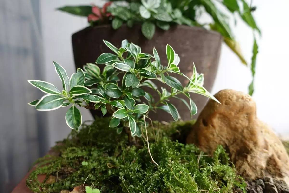 秋季可以扦插的花有哪些,秋季扦插的植物什么时候移盆