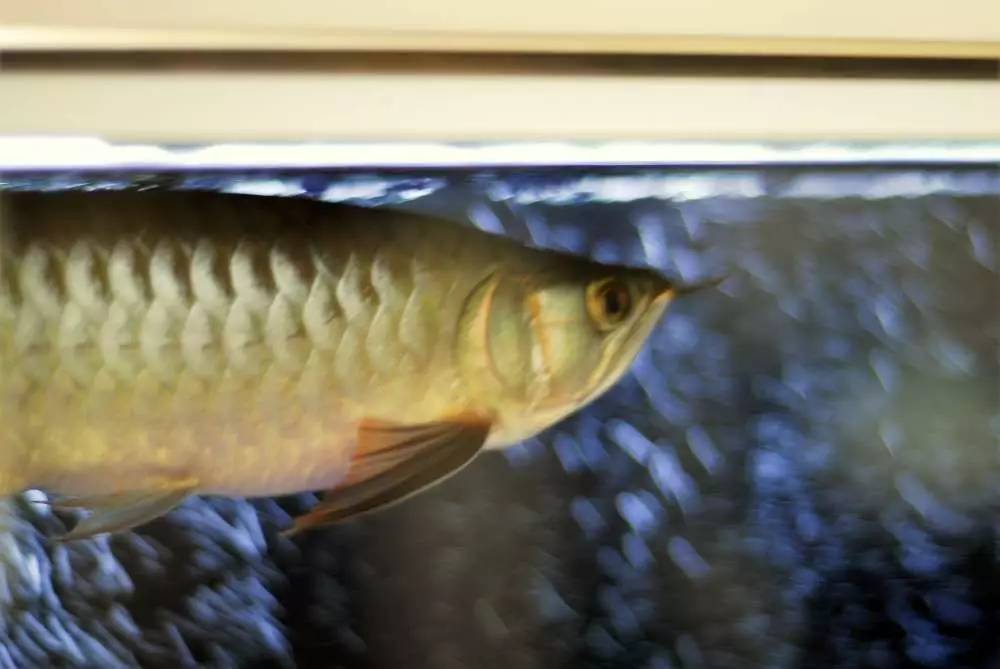 用心养鱼养好鱼,用心养好每一锅汤