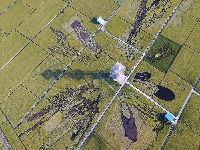 沈阳有稻梦空间吗,沈阳稻梦空间的水稻