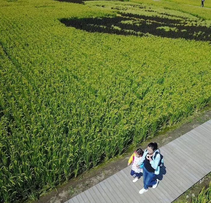 沈阳有稻梦空间吗,沈阳稻梦空间的水稻
