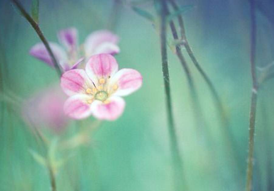 佛门关于爱情的偈语,佛门有关爱情的句子