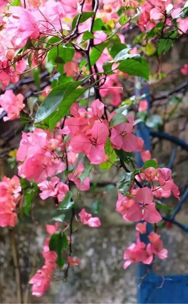 秋季可以扦插的花有哪些,秋季扦插的植物什么时候移盆