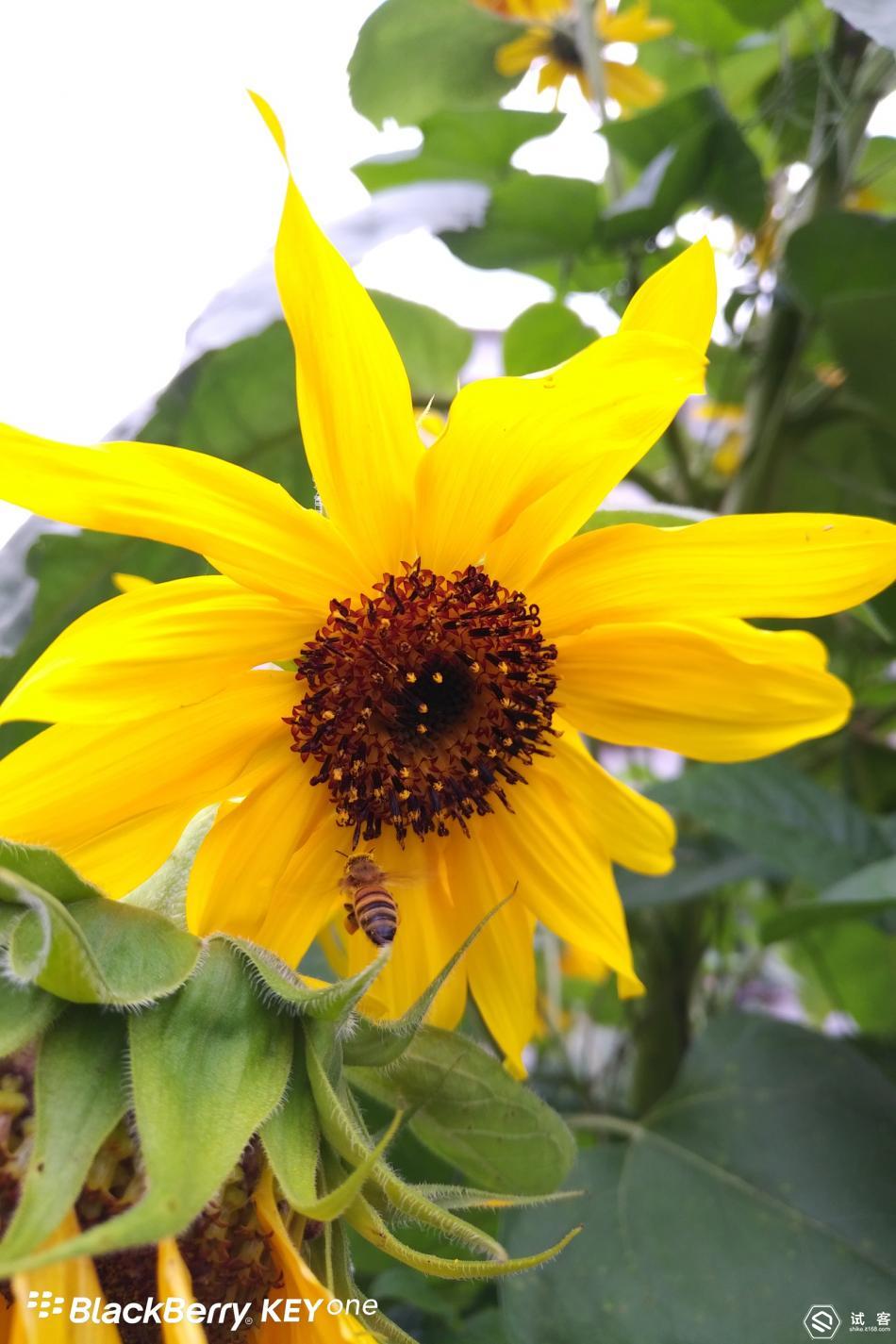 创新和守旧的区别,黑莓手机keyone如何