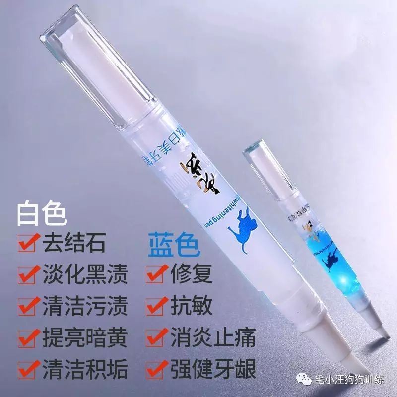 小泰迪第一次外出,小泰迪到新家