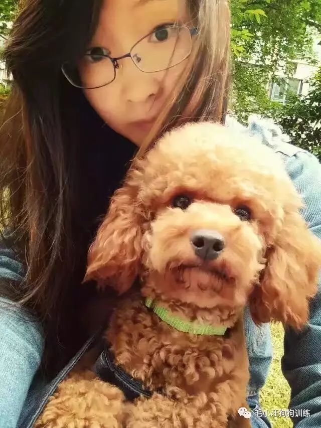 小泰迪第一次外出,小泰迪到新家