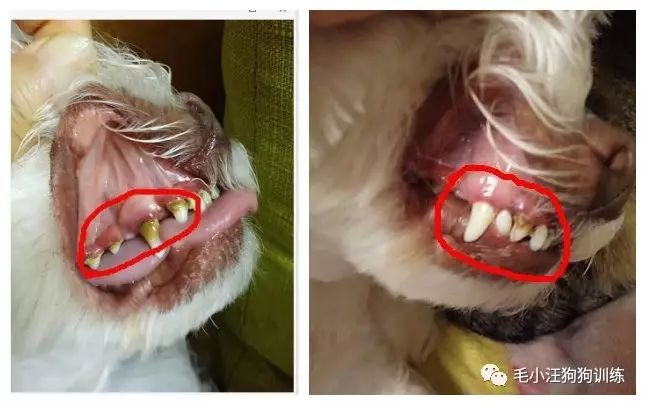 小泰迪第一次外出,小泰迪到新家