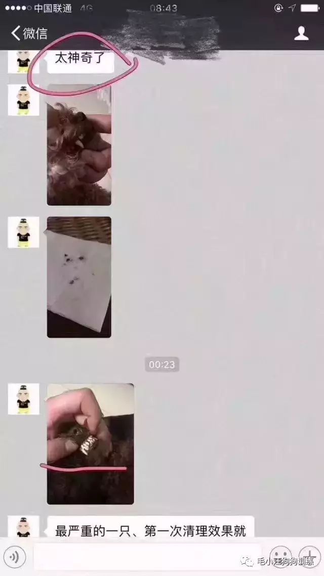 小泰迪第一次外出,小泰迪到新家