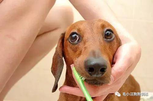 小泰迪第一次外出,小泰迪到新家