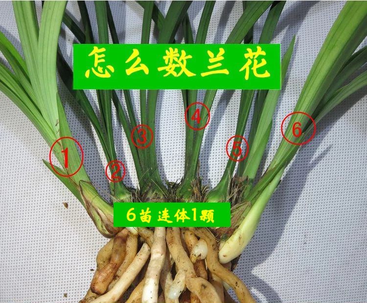 建兰富山奇蝶两片叶子能开花吗,建兰梨山狮王与富山奇蝶哪个好