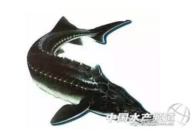 养殖鲟鱼的市场前景,鲟鱼养殖效益前景怎么样
