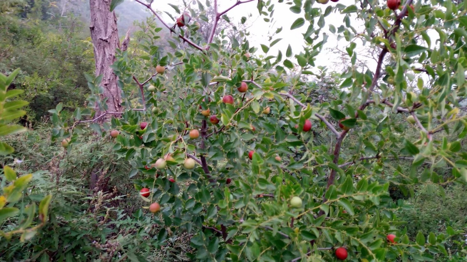 龙泉寺山小环穿——与教师一起爬山庆祝教师节