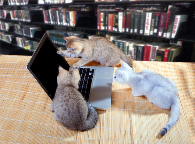 电脑上显示一只猫敲键盘,怎样用手机键盘打出一只猫