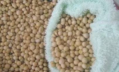 枕头里放一物你会更聪明,枕头里放它一觉睡到大天亮