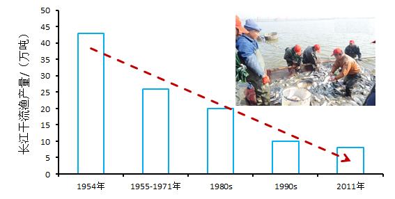 长江的各种濒危物种,长江生物多样性现状
