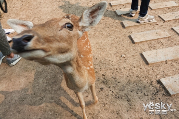 索尼黑卡RX10IV如何,索尼黑卡rx10iii怎么样