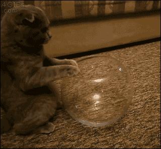 猫究竟是固体还是液体,猫到底是固体还是液体