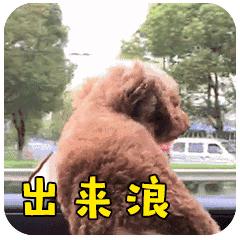 2022年东莞驾考停考时间安排,东莞现在可以驾考了吗最新消息