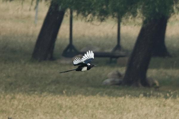 索尼黑卡RX10IV如何,索尼黑卡rx10iii怎么样