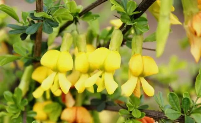 美肤植物,植物百科仿生植物