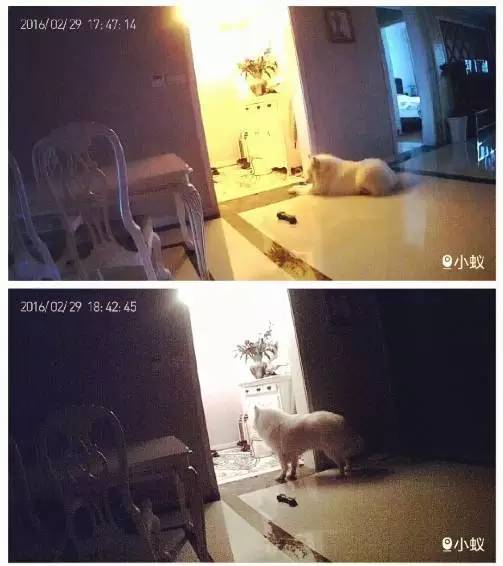 主人不在家狗狗都在想什么,你不在家的时候你的狗狗在干嘛呢