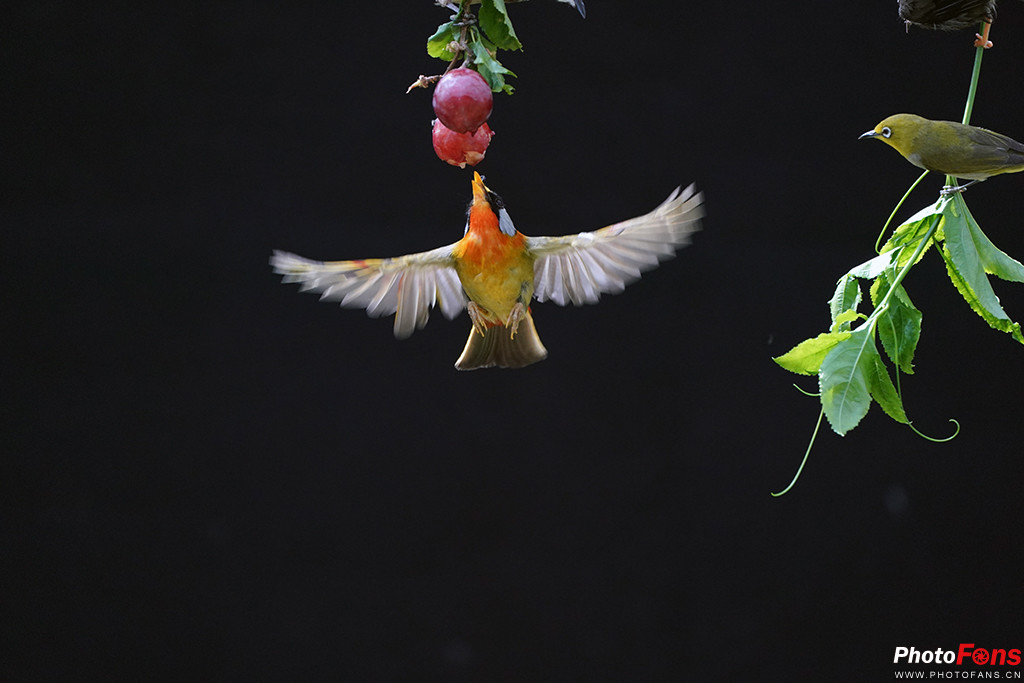 索尼g大师16-35镜头怎么样,索尼sel100400gm