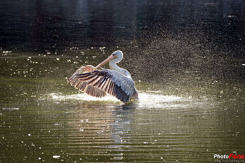 索尼g大师16-35镜头怎么样,索尼sel100400gm