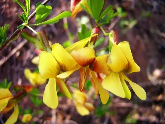 美肤植物,植物百科仿生植物
