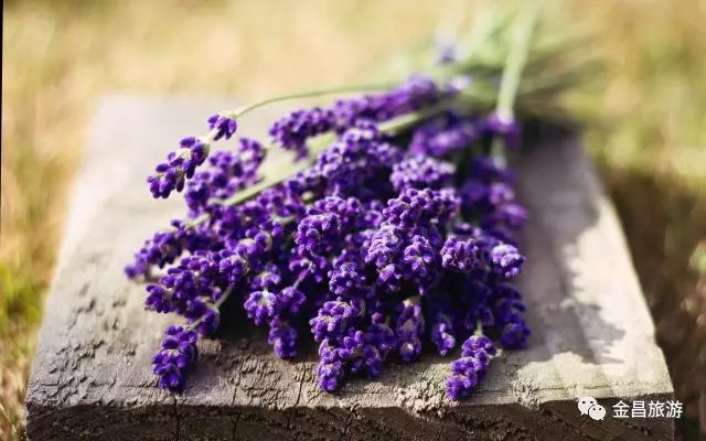 去金昌玩要注意什么,去金昌旅游需要带什么