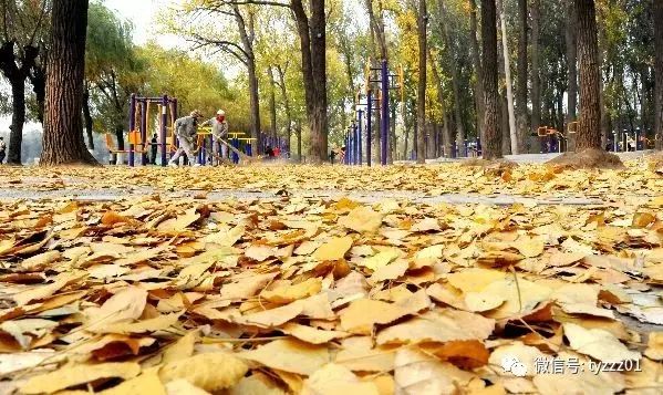 向以鲜：扫叶与拂尘｜天涯·新刊