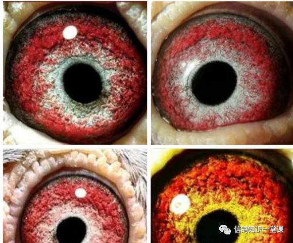 赛鸽什么眼配什么眼好,如何从鸽眼挑选好种鸽