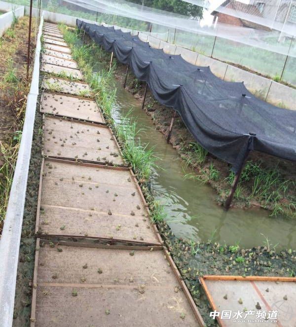 青蛙养殖一亩一年收益是多少,青蛙养殖该何去何从