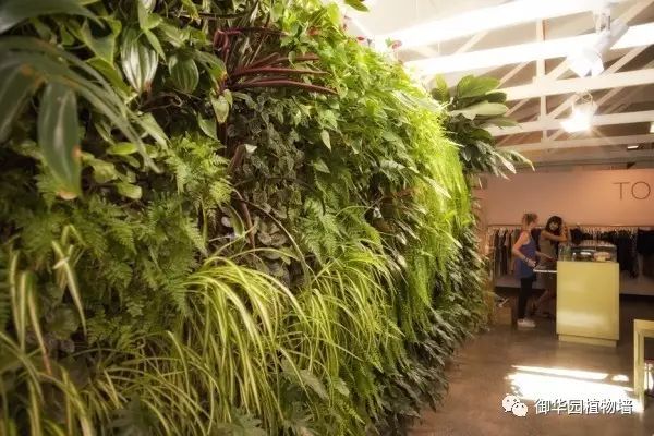 陕西休闲场所植物墙设计,河北休闲场所植物墙施工