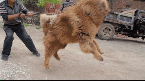 过时的土豪才养藏獒，新富阶层都把钱撒给了王俊凯｜沸腾