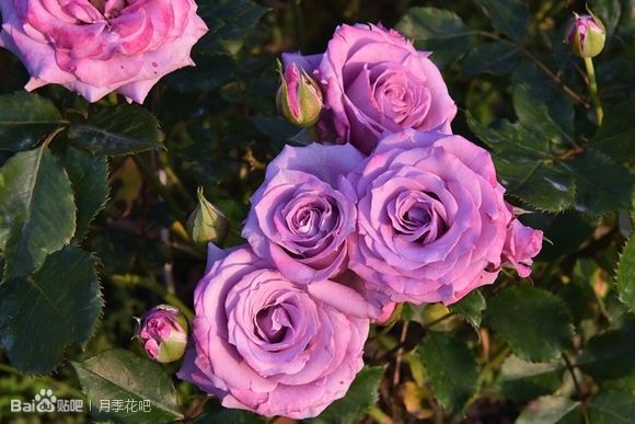 蓝紫色的爬藤月季有哪些品种,天狼蓝紫色月季哪款最优秀