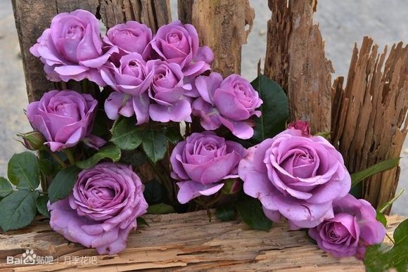 蓝紫色的爬藤月季有哪些品种,天狼蓝紫色月季哪款最优秀