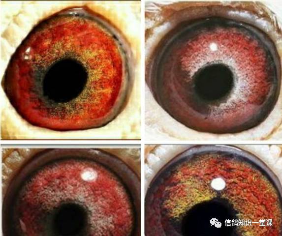 赛鸽什么眼配什么眼好,如何从鸽眼挑选好种鸽