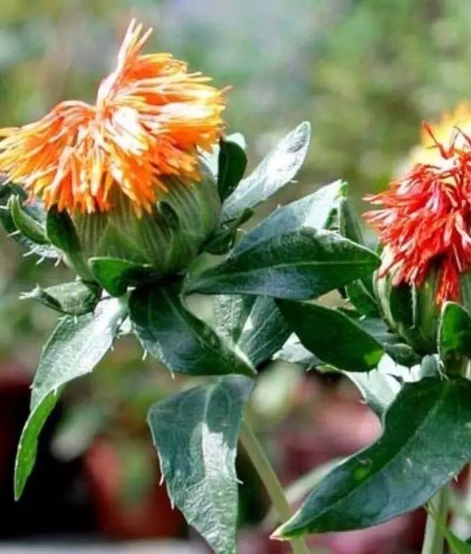 活血效果与红花相当的中药,红花具有散瘀止疼活血通经的作用