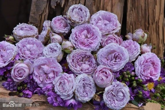 蓝紫色的爬藤月季有哪些品种,天狼蓝紫色月季哪款最优秀