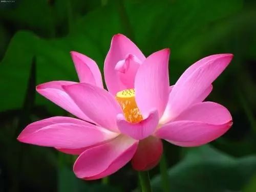 美肤植物,植物百科仿生植物