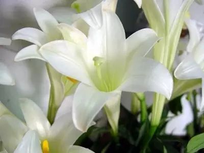 美肤植物,植物百科仿生植物